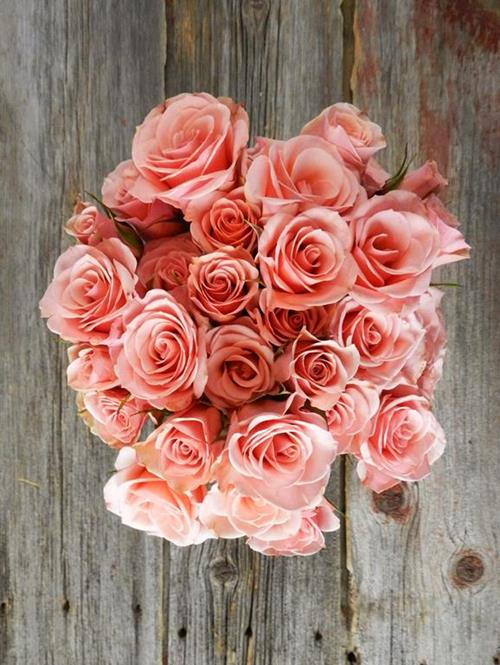 ILSE  BICOLOR PEACH/PINK SPRAY ROSES